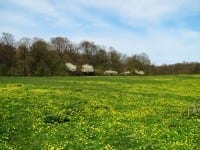 Forår i Ermelunden