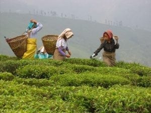Te-plukkere på Puttabong plantagen.