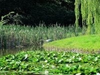 Fiskehejren står på lur og er klar til at fange fisk i Bernstorffsparken. Foto: IDM