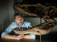Hemmeligheden afsløret – T. rex Junior kommer til Danmark