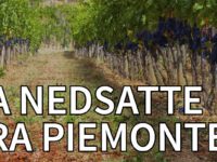 Ekstra nedsatte vine fra Piemonte!