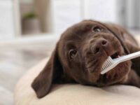 Skal jeg børste min kat eller hunds tænder?